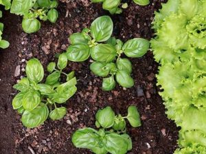 US Coffee Employees Continue Cultivation of Community Garden